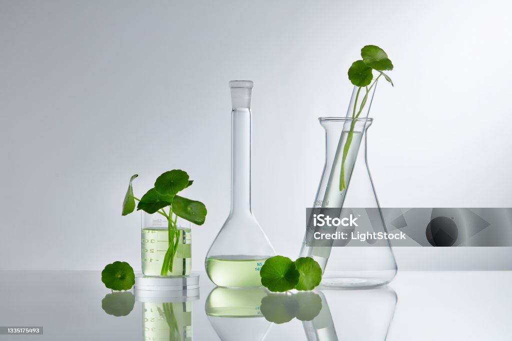 Skincare products and drugs chemical researches concept of centella asiatica Scientific Experiment with Centella asiatica extract. Empty podium glass for cosmetic bottle containers. Centella asiatica Stock Photo