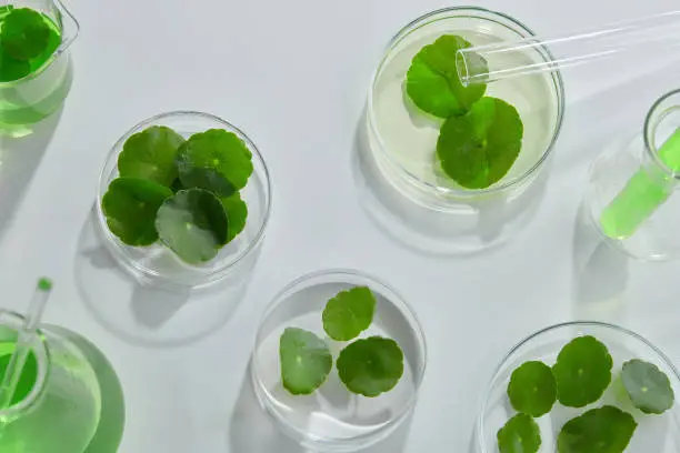 Scientific Experiment with Centella asiatica extract. Empty podium glass for cosmetic bottle containers.