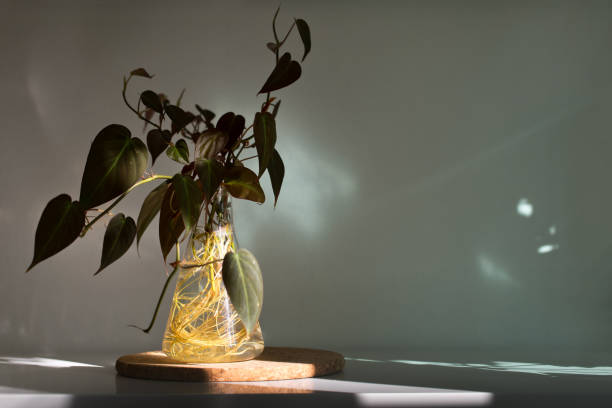 istock Water Propagation Philodendron Mican House Plant 1335176791