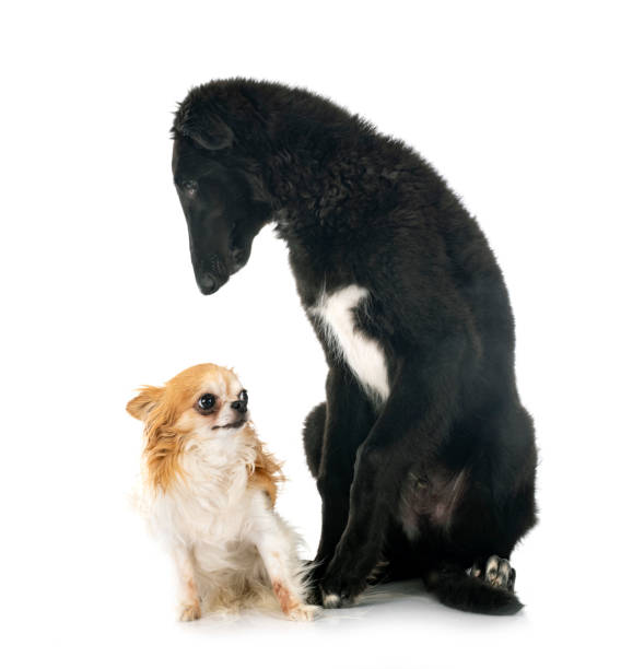 istock young borzoi and chihuahua 1335177551