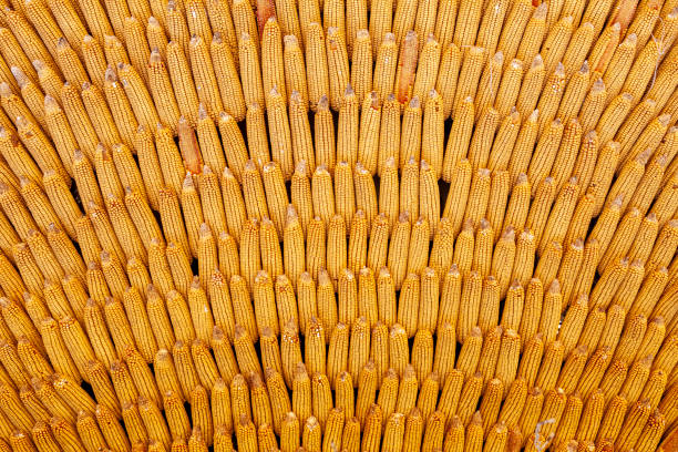 Fresh yellow sweet corn on the cob, background