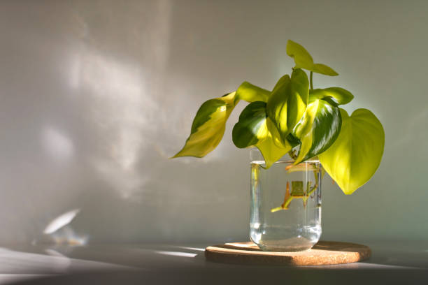 istock Water Propagation Pothos House Plant 1335179035