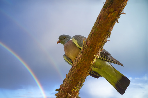Woodpigeon, Columba palumbus, on a pine branch, view from below with sky and rainbow in background