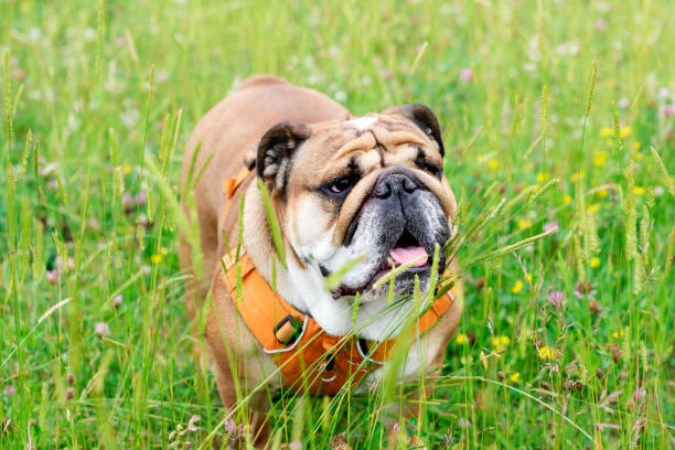 bulldog britannico inglese rosso in imbracatura arancione fuori per una passeggiata in piedi sull'erba secca nella giornata di sole - english bulldog foto e immagini stock