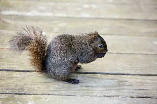 Gray squirrel in a Houston park of Texas USA
