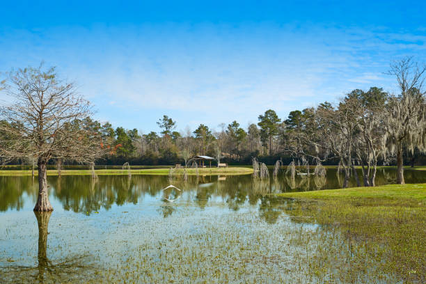 Landscape with cypress trees and reflection at Caddo Lake State Park in Texas, USA during sunset