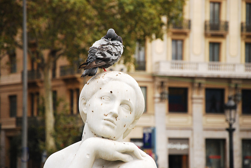 A Pigeon resting on a head of a statue in a park of Barcelona, Spain