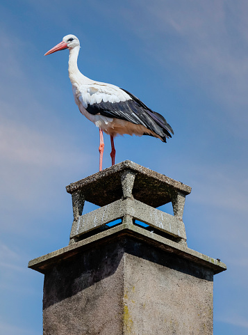 Een ooievaar, het symbool van de Elzas, op een schoorsteen in het plaatsje Muttersholz