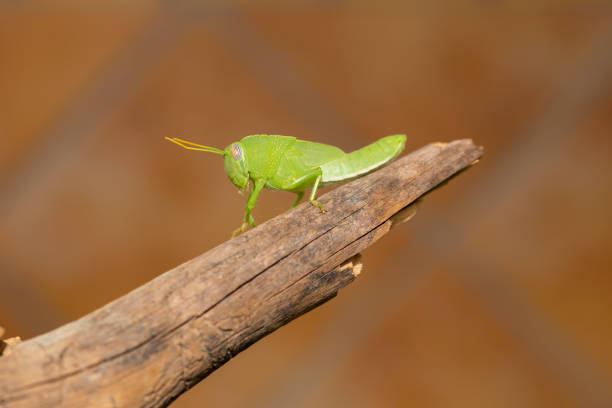 Green grasshopper on a branch