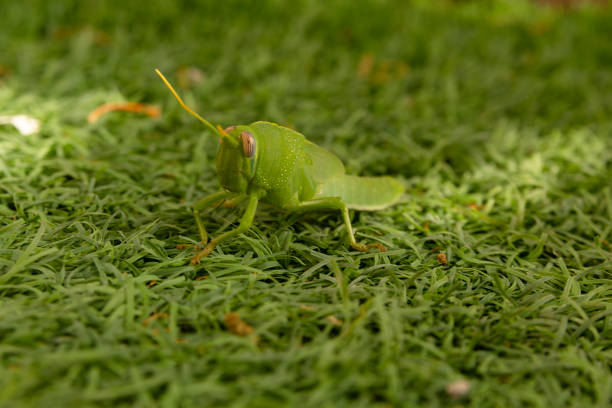istock Green grasshopper on the grass 1335187051
