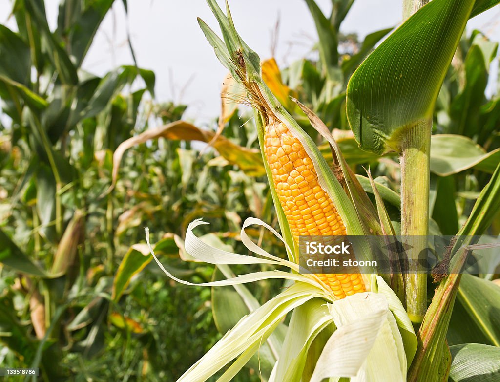 Corn on the stalk Corn on the stalk in the field Close-up Stock Photo