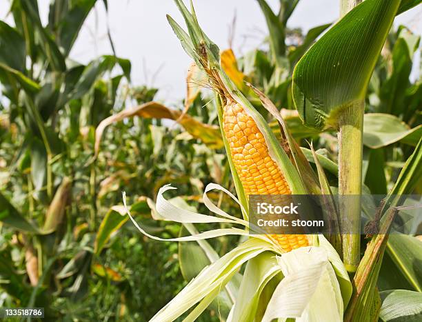 Corn On The Stalk Stock Photo - Download Image Now - Close-up, Corn, Food