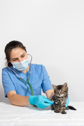 Veterinary clinic, treatment and prevention of diseases in cats and pets. Space for text vertical card.