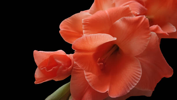 pomarańczowy mieczyk - gladiolus orange flower isolated zdjęcia i obrazy z banku zdjęć