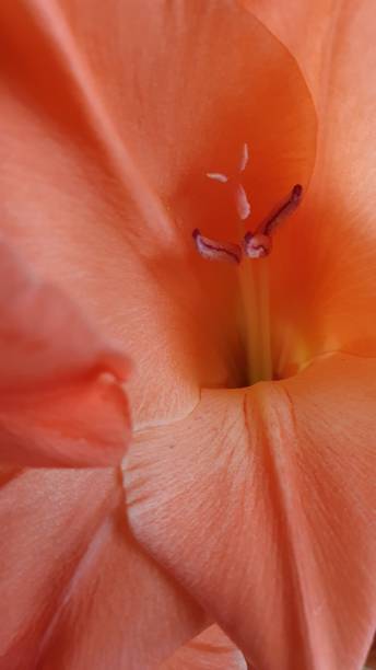 pomarańczowy mieczyk - gladiolus orange flower isolated zdjęcia i obrazy z banku zdjęć