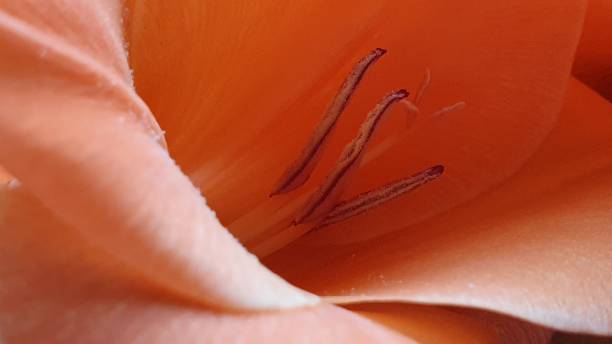 pomarańczowy mieczyk - gladiolus orange flower isolated zdjęcia i obrazy z banku zdjęć