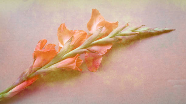 pomarańczowy mieczyk - gladiolus orange flower isolated zdjęcia i obrazy z banku zdjęć