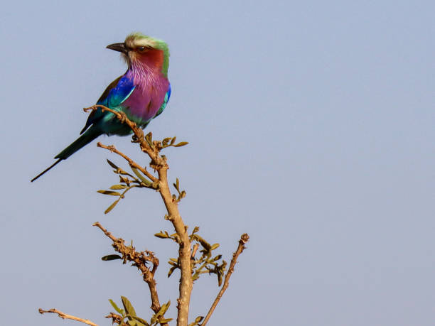 istock Rollers Troupant Bird in the Kruger National Park 1335188501