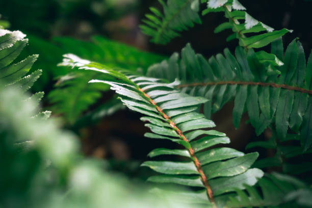 istock Beautiful leaves green foliage. 1335188549