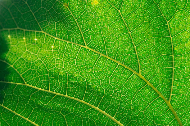 istock Beautiful leaves green foliage. 1335188672