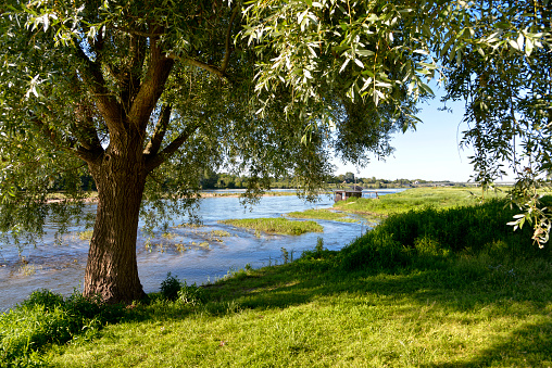 River Loire and willow at Chaumon, a commune in the Loir-et-Cher department in France.
