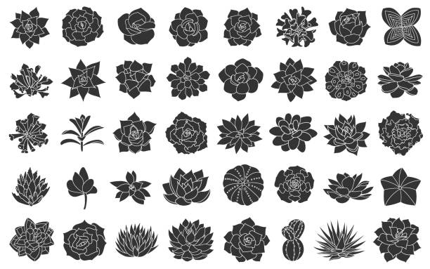 Succulent plant vector illustration, set from silhouette echeveria. Desert flower hand drawn on white background. Graphic design in simple style, black succulents, cactus, agave, aloe, echeveria. Succulent plant vector illustration, set from silhouette echeveria. Desert flower hand drawn on a white background. Graphic design in simple style, black succulents, cactus, agave, aloe, echeveria. echeveria stock illustrations