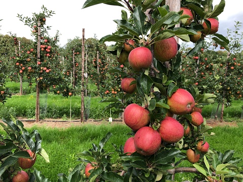Apples (Variety: Gala) in a commercial orchard in Gloucestershire, England, United Kingdom