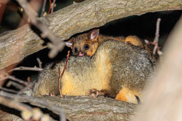 istock Brushtail Possum and baby, Hughes, ACT, August 2021 1335193997