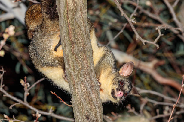 istock Brushtail Possum and baby, Hughes, ACT, August 2021 1335194000