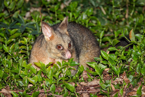 istock Brushtail Possum on the ground, Hughes, ACT, August 2021 1335194075