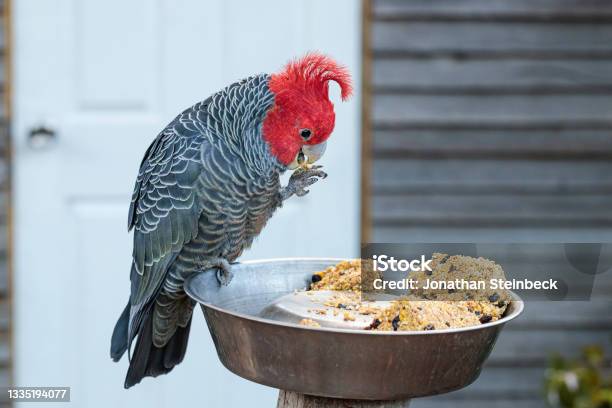 Ganggang Cockatoo Male Eating Hughes Act August 2021 Stock Photo - Download Image Now