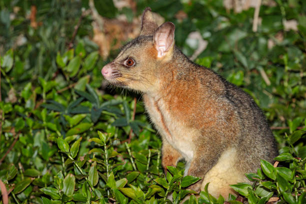 istock Brushtail Possum on the ground, Hughes, ACT, August 2021 1335194347