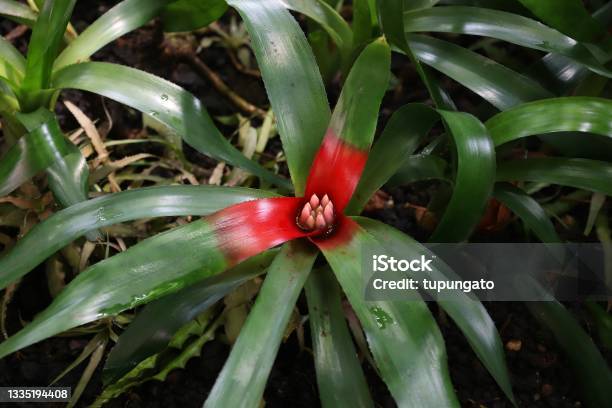 Bromeliad Species From Brazil Stock Photo - Download Image Now - Kew Gardens, Botanical Garden, Bromeliad