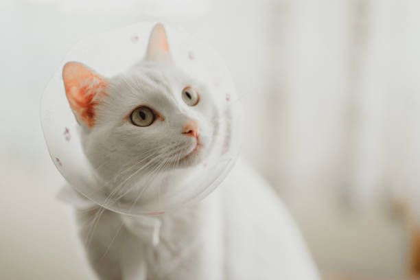 beautiful white cat - coleira protetora imagens e fotografias de stock