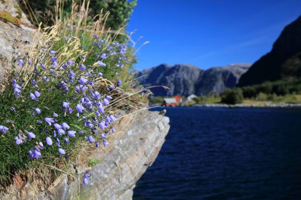 istock Campanula Rotundifolia flowers (harebell or bluebell) 1335195704