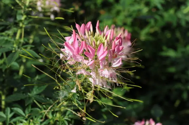 Pink and white cleome flowers in bloom (also called spider flower, spider plant, spider weed, bee plant) with green leaves in a garden