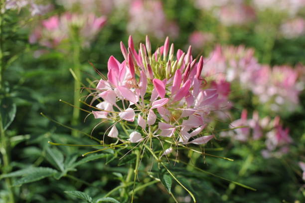 istock Pink and white cleome flowers in bloom (also called spider flower, spider plant, spider weed, bee plant) 1335197526
