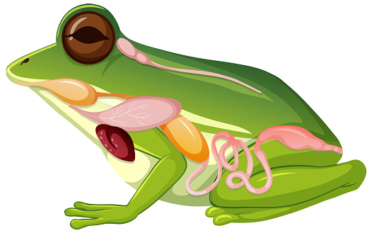 Internal anatomy of frog with organs illustration