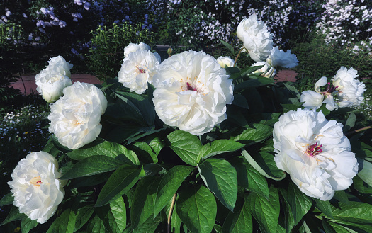 Blooming white tree peony flowers in Moscow