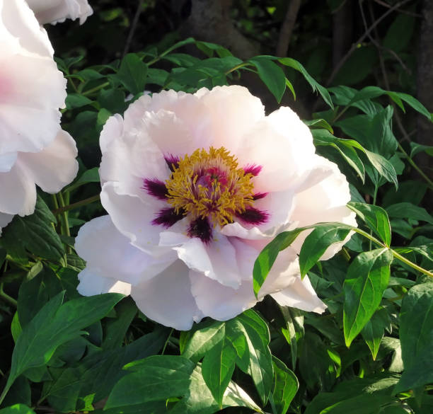 istock Blooming white tree peony flowers in Moscow botanical garden in spring 1335200292