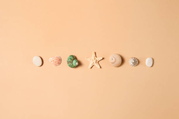 istock Seashells, starfish and stones in line on brown background with space for text. 1335201140