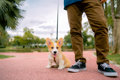 Asian men having bonding time with her corgi dog while jogging obedience training in the public park morning