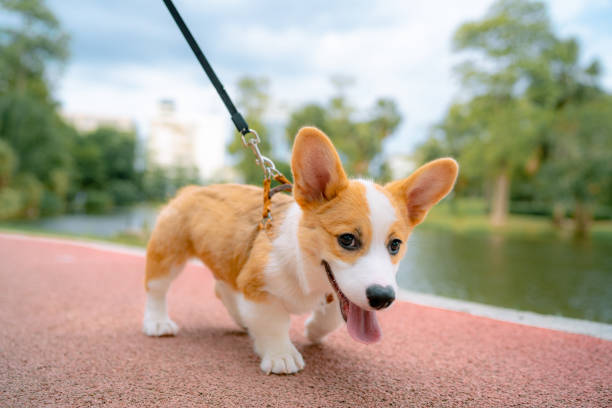 Asian men having bonding time with her corgi dog while jogging obedience training in the public park morning