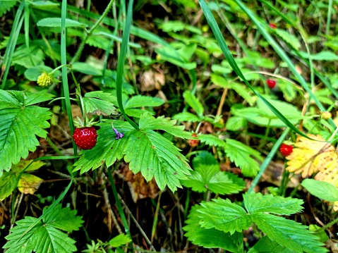 Wild strawberry plant with green leafs and ripe red fruit - Fragaria vesca. Berries in the forest.