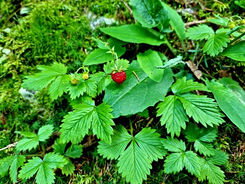 Little wild strawberry (fragaria vesca) captured in a wood during summer season. The image was made in the canton of glarus (swizerland).