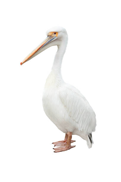 istock Pelican isolated on white background 1335203871