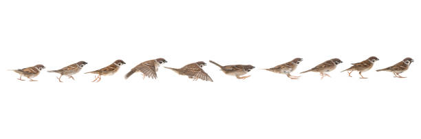 istock sparrow in jump phases isolated on white background 1335203873
