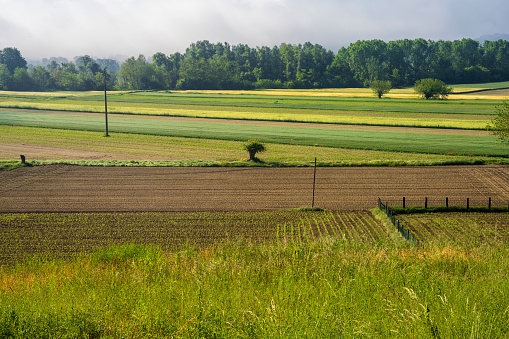 Rural landscape near Asti, Piedmont, Italy, in a morning of May
