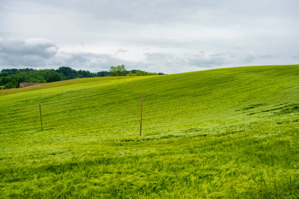 Rural landscape in Monferrato, Unesco World Heritage Site. Vineyard near Cuccaro, Alessandria province, Piedmont, Italy