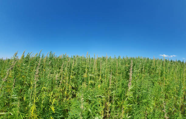 istock canabis on marijuana field farm sativa weed hemp hash plantation 1335208253